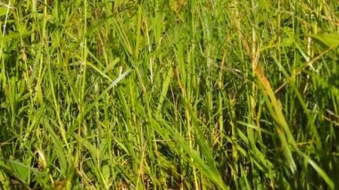 Yeşil çim alan Dolly