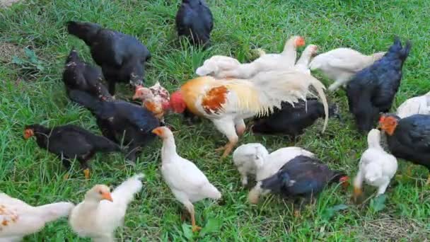 Poulets mangeant du riz sur champ d'herbe 