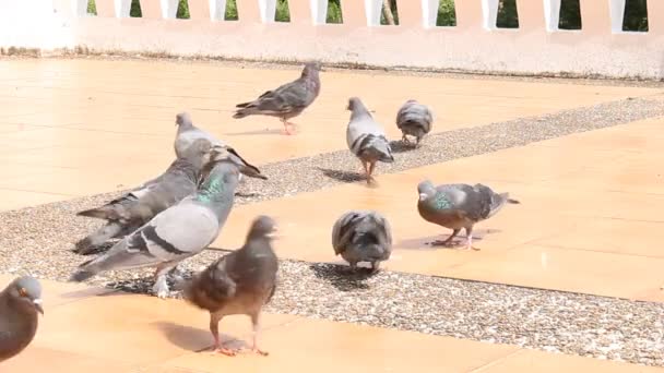 Les pigeons mangent de la nourriture — Video