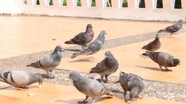 Güvercinler kırıntı yemek vardır