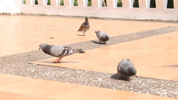 Piccioni stanno mangiando briciola — Video Stock