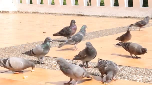 Duiven zijn eten Crumb — Stockvideo