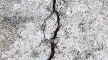 Siyah karınca çıkıp dik çatlamak Merkezi çerçeve