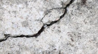 Siyah karınca çıkıp çatlamak dan