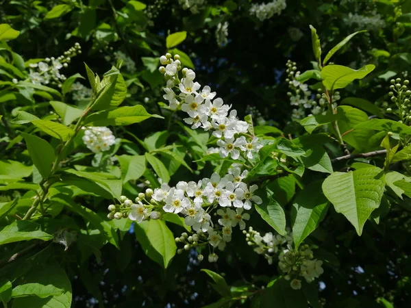 Blommor Fågel Körsbär Parken Våren — Stockfoto