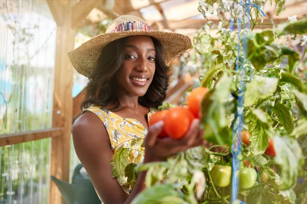 温室の庭から新鮮なトマトを収穫するフレンドリーな女性は、バスケットに熟した地元産を入れます — ストック写真