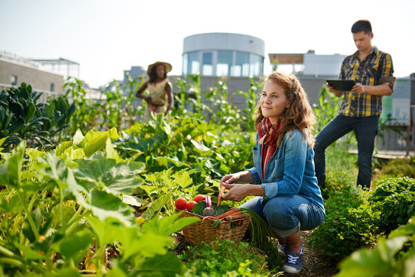 Friendly team harvesting fresh vegetables from the rooftop greenhouse garden and planning harvest season on a digital tablet