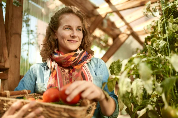 Дружня жінка збирає свіжі помідори з тепличного саду, кладе стиглі місцеві продукти в кошик — стокове фото