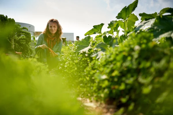 Donna amichevole raccogliere verdure fresche dal giardino serra sul tetto — Foto Stock