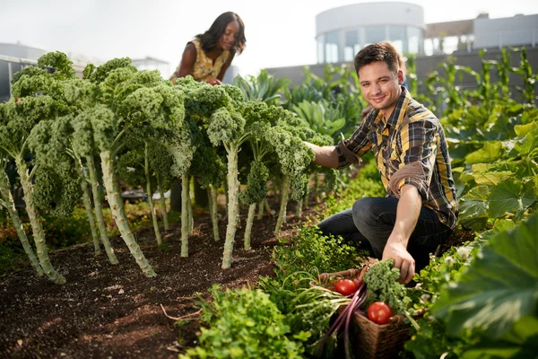 Amistoso equipo cosechando verduras frescas del jardín de invernadero en la azotea y planificando la temporada de cosecha —  Fotos de Stock