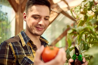 Dost adam olgun yerel koyarak sera bahçesinden taze domates hasat üretmek bir sepet içinde
