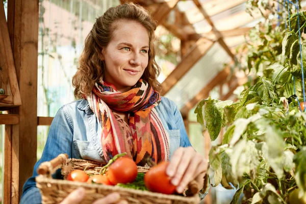 Mujer amigable cosechando tomates frescos del jardín del invernadero poniendo productos locales maduros en una cesta —  Fotos de Stock