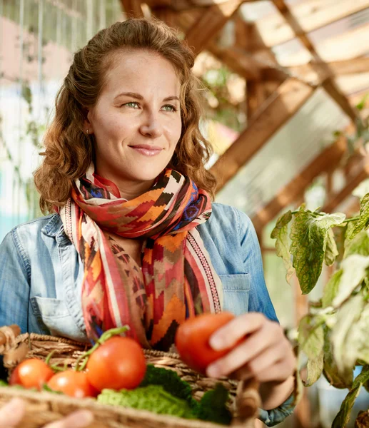 상냥 한 여자 가 온실 정원에서 신선 한 토마토를 수확하여 바구니에 잘 익은 현지 농산물을 담고 있다 — 스톡 사진