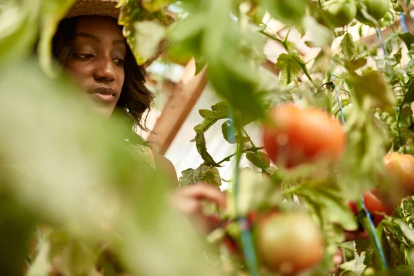 Donna amichevole che raccoglie pomodori freschi dall'orto della serra mettendo i prodotti locali maturi in un cesto — Foto Stock