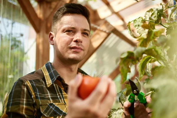 Amical homme récoltant des tomates fraîches dans le jardin de la serre mettre des produits locaux mûrs dans un panier — Photo