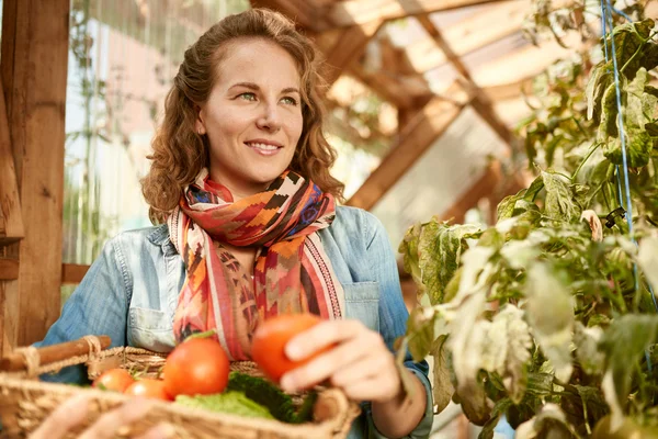 Mujer amigable cosechando tomates frescos del jardín del invernadero poniendo productos locales maduros en una cesta —  Fotos de Stock