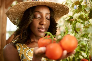 Dost canlısı bir kadın sera bahçesinden taze domates topluyor ve olgun yerel ürünleri sepete koyuyor.