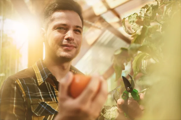 Доброзичливий чоловік збирає свіжі помідори з тепличного саду, кладе стиглі місцеві продукти в кошик — стокове фото