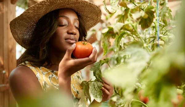 Freundliche Frau erntet frische Tomaten aus dem Gewächshausgarten und legt reife regionale Produkte in einen Korb — Stockfoto
