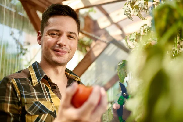 Homem amigável colhendo tomates frescos do jardim de estufa colocando produtos locais maduros em uma cesta — Fotografia de Stock