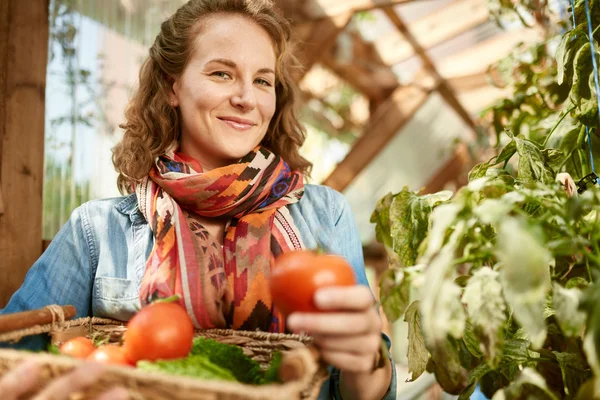 Vänlig kvinna skörda färska tomater från växthusträdgården sätta mogna lokala produkter i en korg — Stockfoto