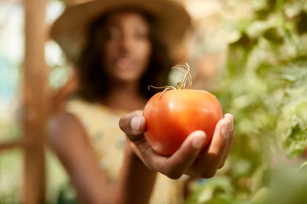 Mulher amigável colhendo tomates frescos do jardim de estufa colocando produtos locais maduros em uma cesta — Fotografia de Stock