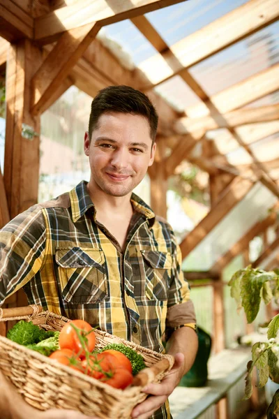 Freundlicher Mann erntet frische Tomaten aus dem Gewächshausgarten und legt reife Produkte aus der Region in einen Korb — Stockfoto