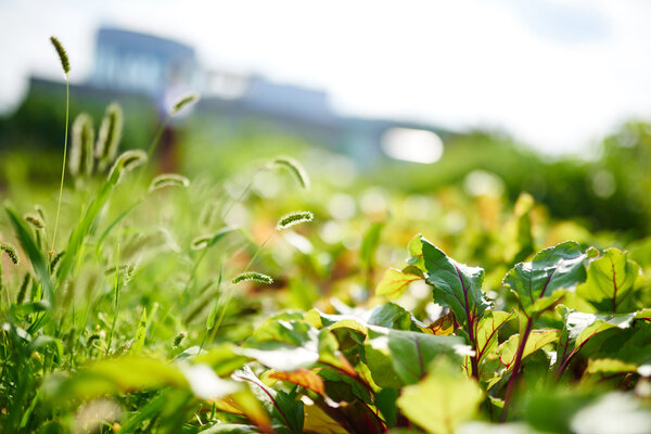 organic kale growing with fresh vegetables from the rooftop garden