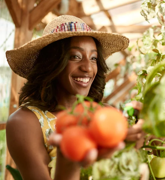 Mujer amigable cosechando tomates frescos del jardín del invernadero poniendo productos locales maduros en una cesta —  Fotos de Stock