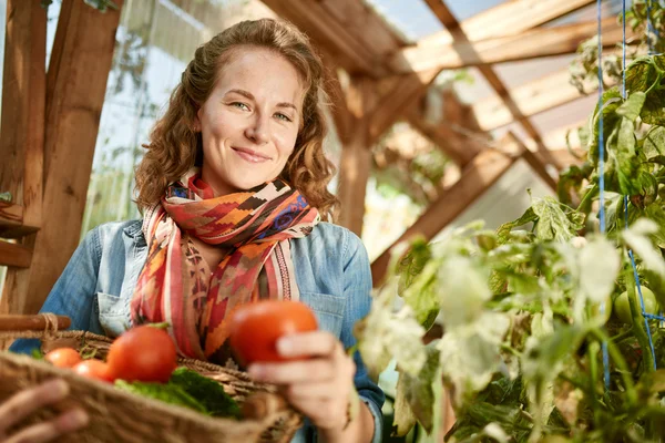 Mujer amigable cosechando tomates frescos del jardín del invernadero poniendo productos locales maduros en una cesta —  Fotos de Stock