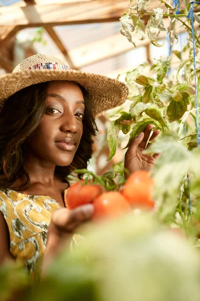 Mujer amigable cosechando tomates frescos del jardín del invernadero poniendo productos locales maduros en una cesta — Foto de Stock