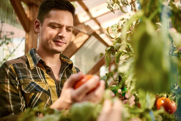 Доброзичливий чоловік збирає свіжі помідори з тепличного саду, кладе стиглі місцеві продукти в кошик — стокове фото