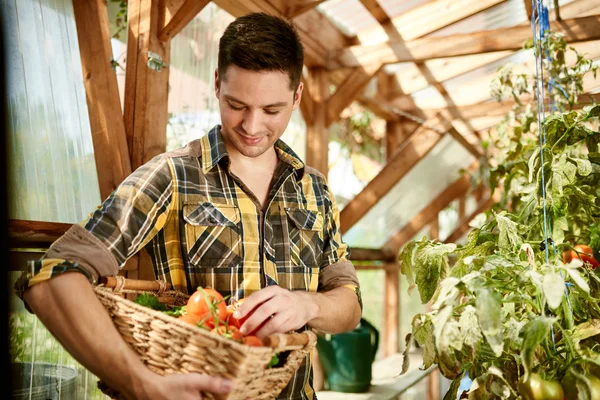 Uomo amichevole raccogliere pomodori freschi dal giardino serra mettendo i prodotti locali maturi in un cesto — Foto Stock