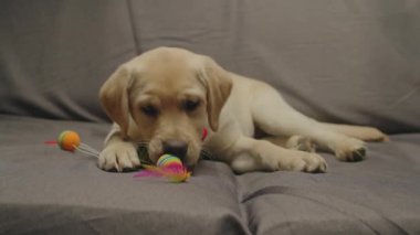 Charming Labrador retriever puppy with red bow playing with dog toy laying on grey couch. 4 month old puppy plays with toy.