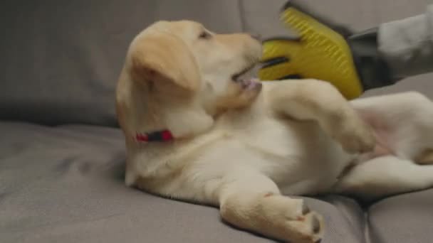 Mano humana en guante de cepillado amarillo peinando al cachorro Labrador Retriever tendido en sofá gris. Joven perro jugando con los propietarios mano en guante cepillo. — Vídeo de stock