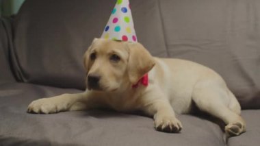 Charming Labrador retriever puppy with birthday hat laying on grey couch. 4 month old dog wearing party hat.