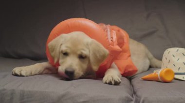 Lovely Labrador retriever puppy wearing orange life vest and dreaming of vacation laying on couch. Sunscreen and sun hat ready to go on trip to seaside.