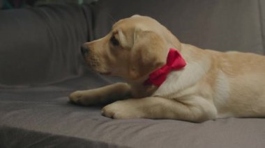 Adorable Labrador retriever puppy with red bow on neck laying on grey couch. Curious young dog looking around on sofa.