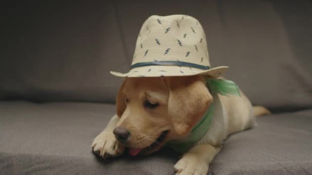 Милий Лабрадор пригадує цуценя в сонцезахисному капелюсі і мріє про відпустку на дивані. Готовий до подорожі.. — стокове відео