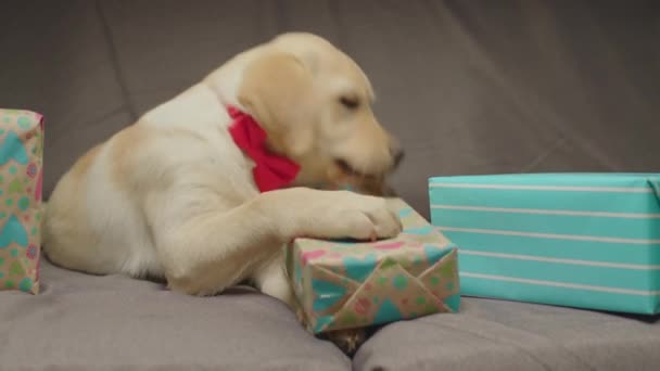 Χαριτωμένο κουτάβι Λαμπραντόρ Ριτρίβερ ξετύλιγμα παρούσα στον καναπέ. Έξοδος νεαρό σκυλί στην ευχάριστη θέση να γιορτάσουν τα γενέθλια με δώρα. — Αρχείο Βίντεο