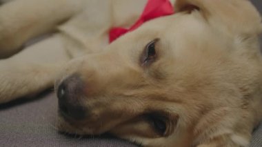 Boynunda kırmızı fiyonk olan ve gri koltukta uyuyan sevimli Labrador av köpeğini yakından çek. Yorgun genç köpek kanepede dinleniyor..