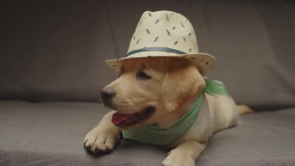 Adorabile cucciolo Labrador retriever indossando il cappello da sole e sognando una vacanza al mare sdraiato sul divano. Pronti per il concetto di viaggio. — Video Stock