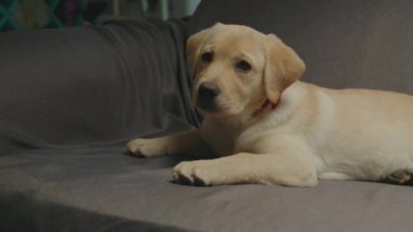 Boynunda kırmızı bir fiyonk olan sevimli Labrador av köpeği gri kanepede yatıyor. Genç köpek kanepede dinleniyor..