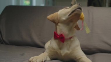 Kırmızı yaylı şirin Labrador av köpeği yavrusu gri koltukta köpek oyuncağıyla oynuyor. Etkin çıkış 4 aylık köpek.