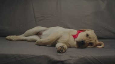 Boynunda kırmızı kurdele olan sevimli Labrador av köpeği gri kanepede uyuyor. Yorgun genç köpek kanepede dinleniyor..