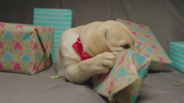 Büyüleyici Labrador av köpeği kanepede uzanmış paketleri kemiriyor. Çıkan genç köpek doğum gününü hediyelerle kutlamaktan mutluluk duyar..