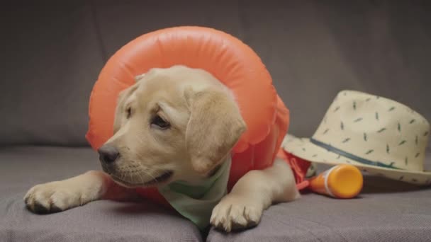 Anjing Labrador yang lucu memakai rompi oranye dan bermimpi liburan berbaring di sofa. Tabir surya dan topi matahari siap untuk pergi pada perjalanan ke pantai. — Stok Video