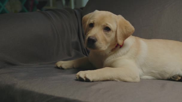 Anjing Labrador retriever manis dengan busur merah di leher berbaring di sofa abu-abu. Anjing muda yang santai di sofa. — Stok Video