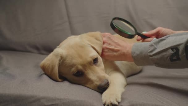Menselijke handen op zoek naar vlooien en mijten in honden bont houden vergrootglas. Labrador retriever puppy liggend op bank terwijl huisdier eigenaar haar onderzoekt. — Stockvideo