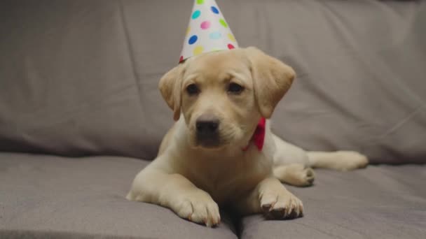 Anjing retriever Labrador lucu siap untuk merayakan ulang tahun berbaring di sofa abu-abu. 4 bulan anjing tua mengenakan topi pesta. — Stok Video